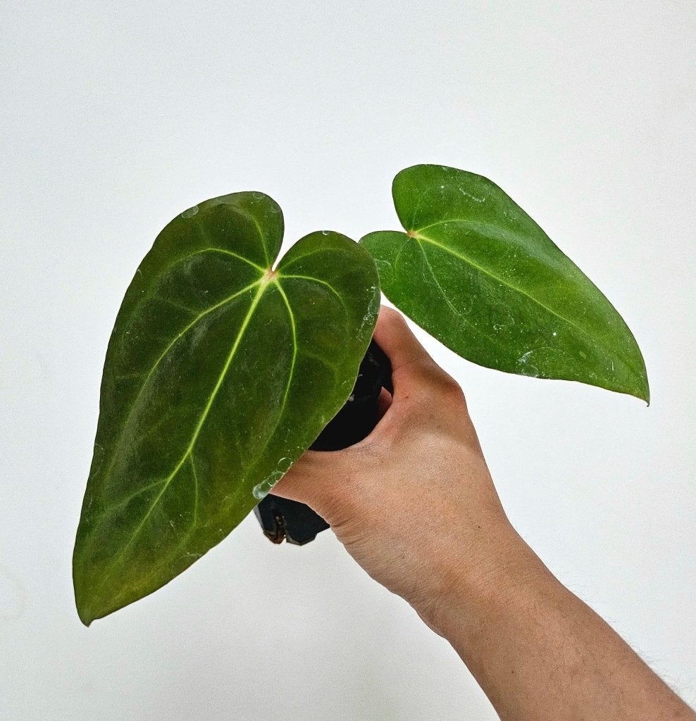 Anthurium ( Ralph Lynam x Dressleri ) x ( Carla A1 x Self ), Huis en Inrichting, Overige soorten, In pot, Minder dan 100 cm, Groene kamerplant