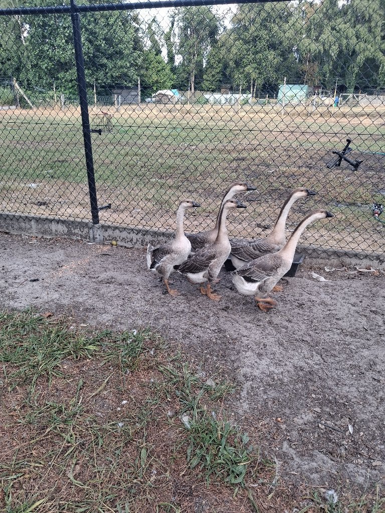 TE KOOP:JONGE KNOBBELGANZEN, Dieren en Toebehoren, Meerdere dieren, Gans of Zwaan