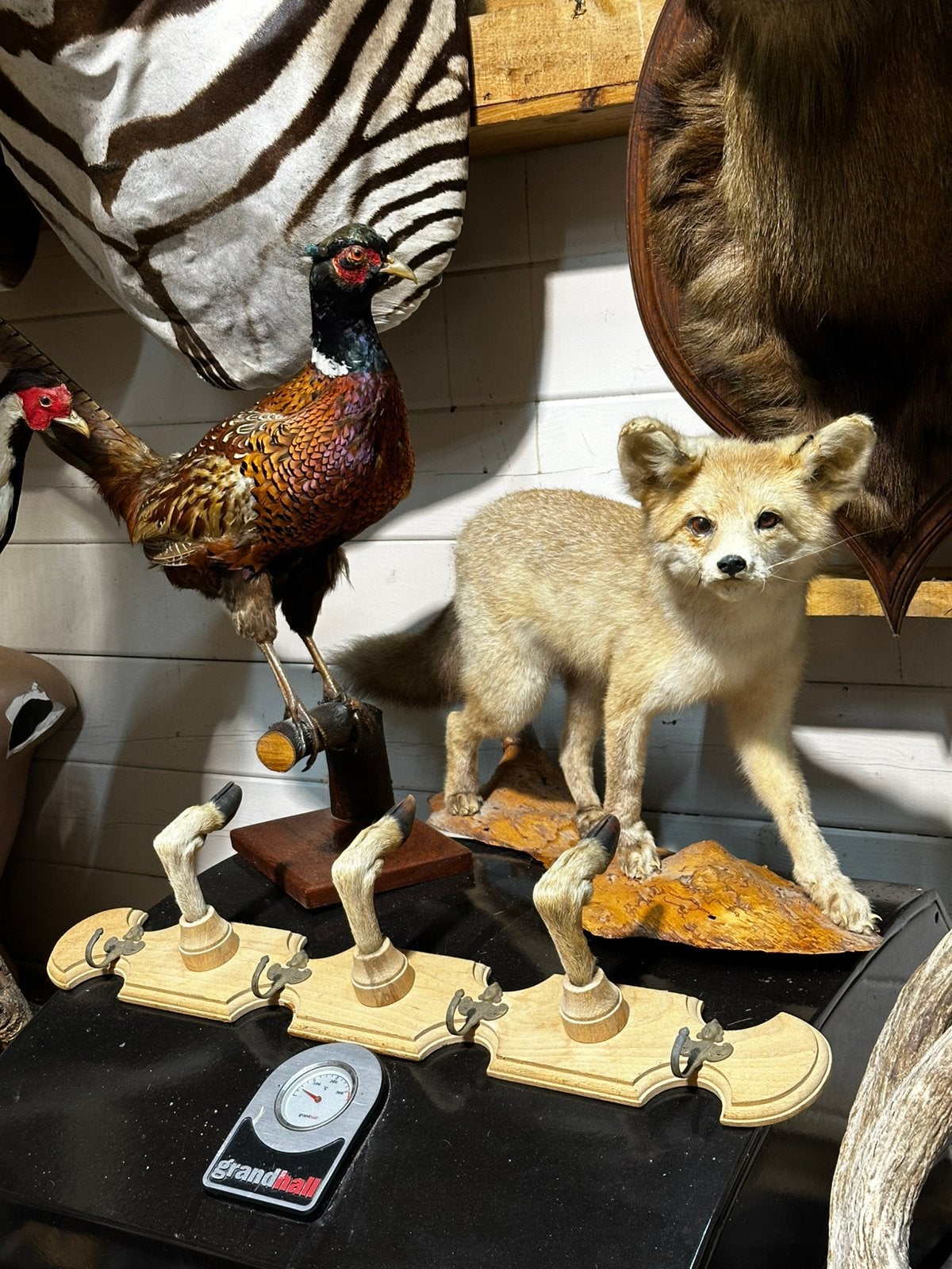 Jacht trofee opgezette dieren, Enlèvement