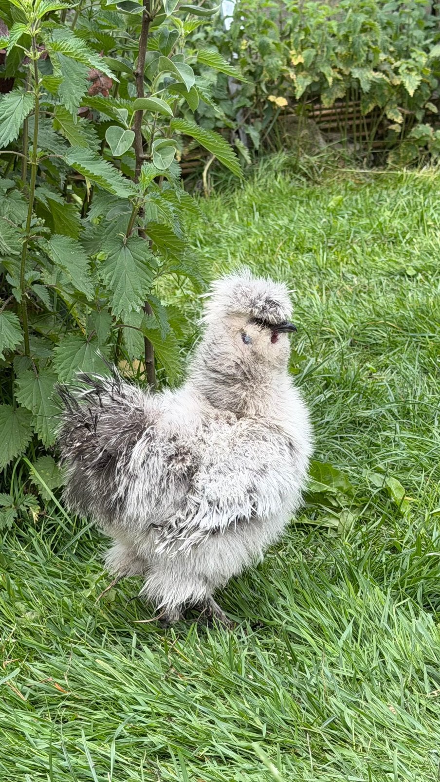 Zijdehoen frizzle haantje, Dieren en Toebehoren, Mannelijk, Kip