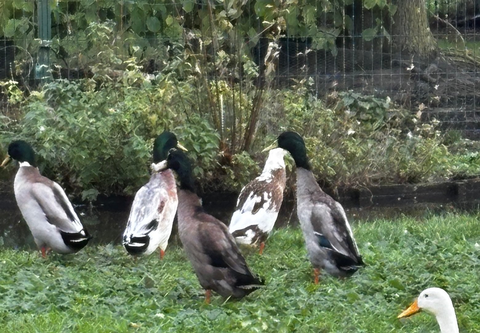 Indische loopeenden