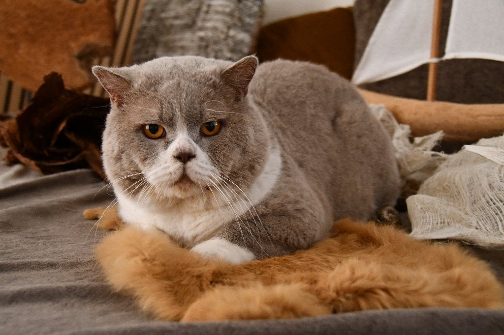 Brits Korthaar Herplaatser, Animaux & Accessoires, Chat, Avec pedigree, 6 ans ou plus