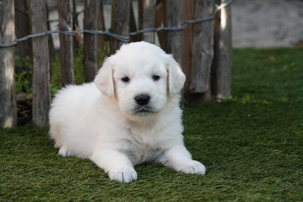 Prachtige goud/blonde Golden Retriever pups, met stamboom, Golden retriever, België, CDV (hondenziekte), 8 tot 15 weken