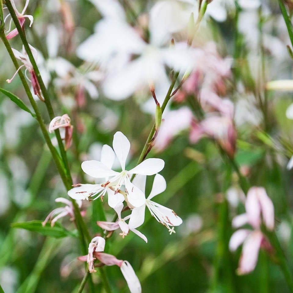 Gaura lindheimerii 'Sparkle White', Volle zon, Vaste plant, Zomer, Ophalen