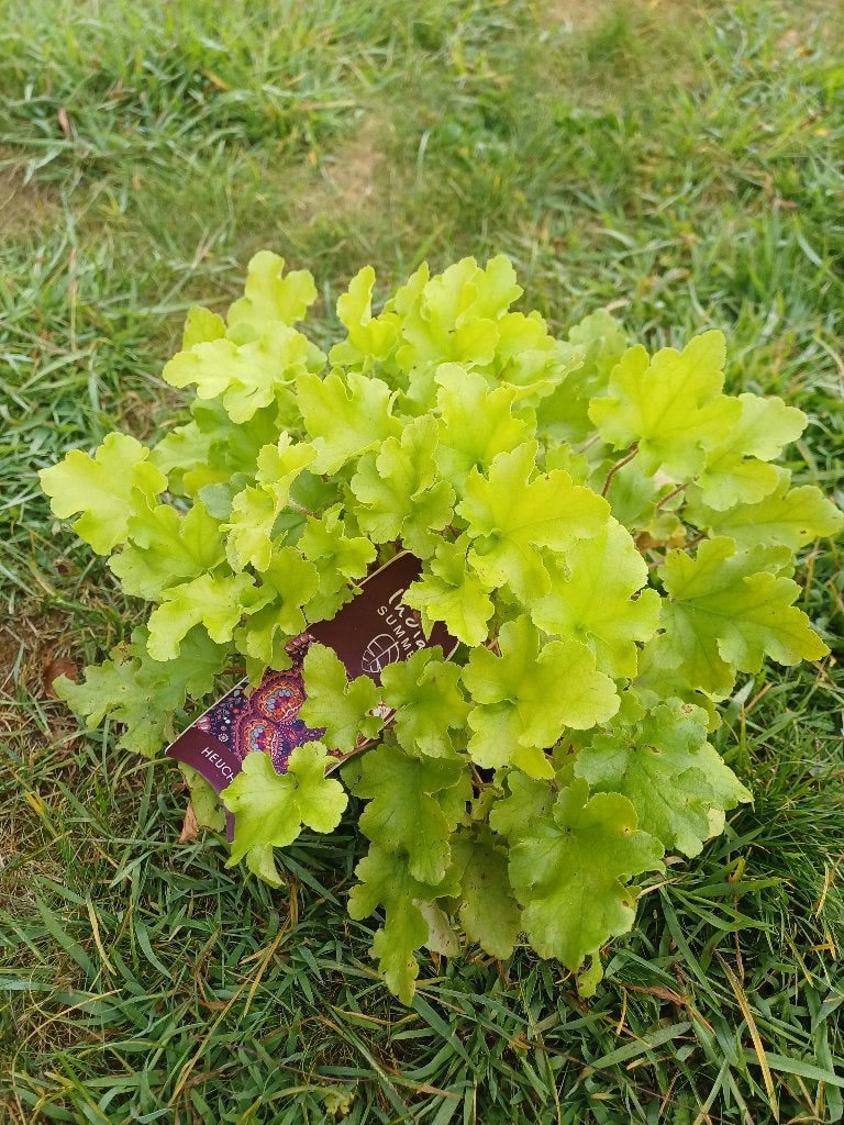 Heuchera, Ophalen, Vaste plant