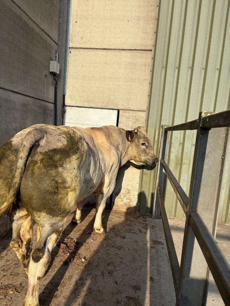 Dekstier, Dieren en Toebehoren, Mannelijk, 3 tot 6 jaar