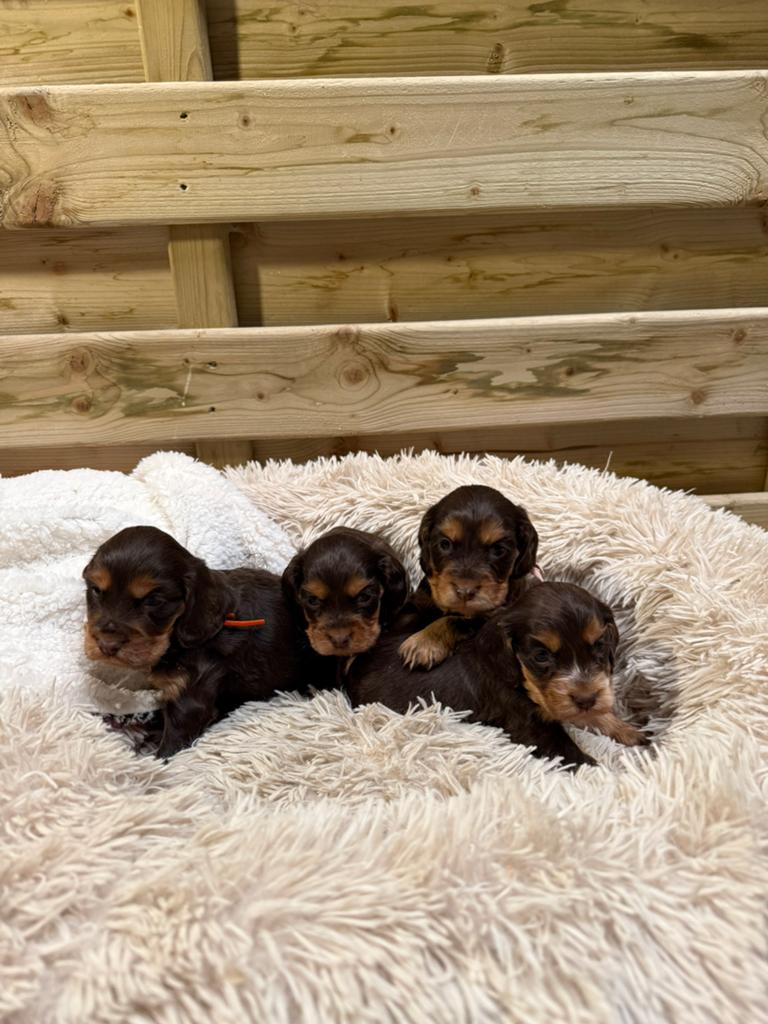 Prachtige engelse cockerspaniel pups, Dieren en Toebehoren, Parvo, België, 8 tot 15 weken, Teef