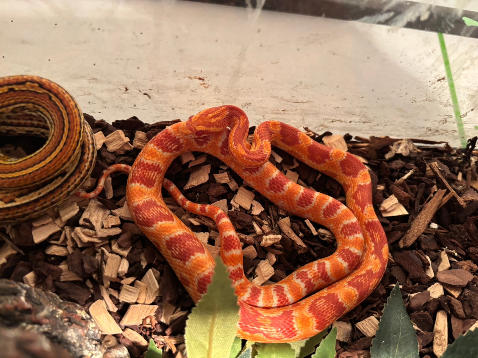 Korenslangen, Serpent, Domestique, 0 à 2 ans