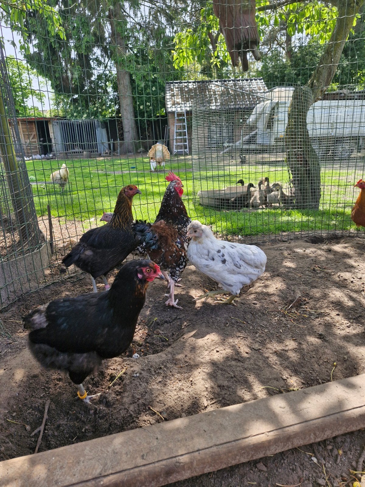 Araucana hennen, Dieren en Toebehoren, Pluimvee