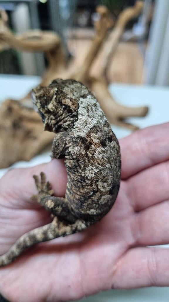 Chahoua white collar pos female, Dieren en Toebehoren, Reptielen en Amfibieën