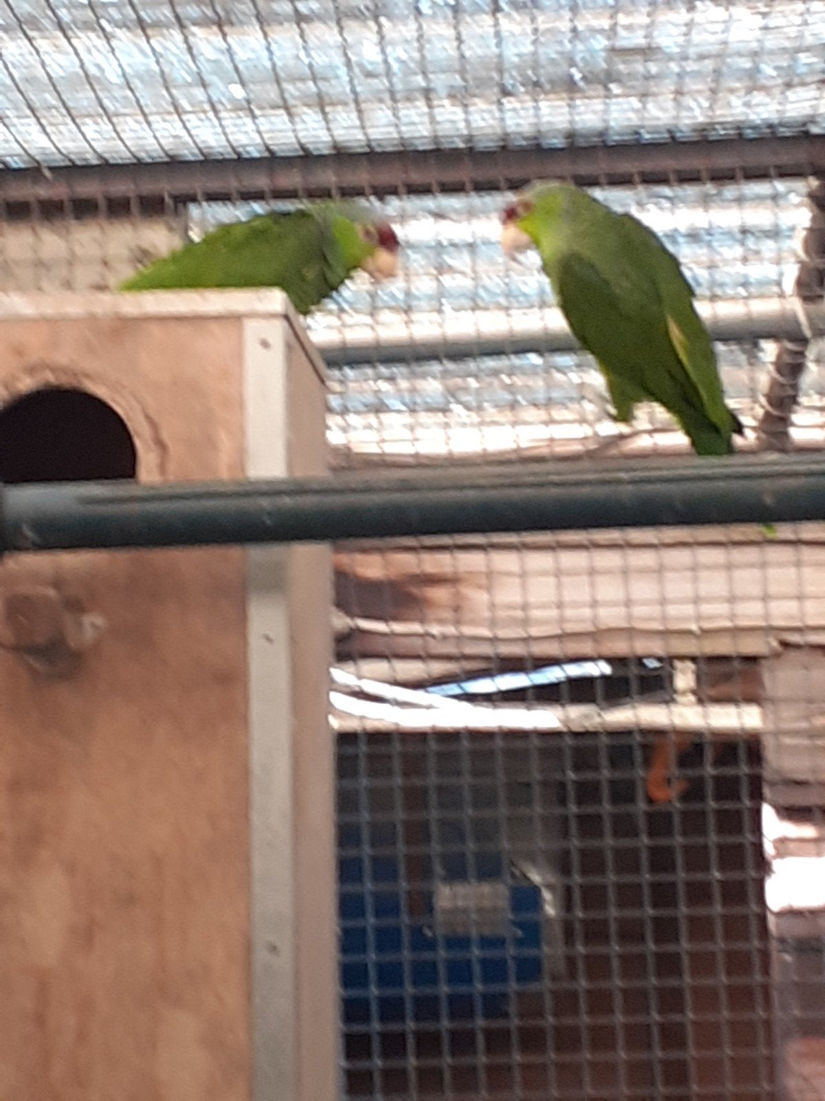 te koop, Mâle, Perroquet, Bagué
