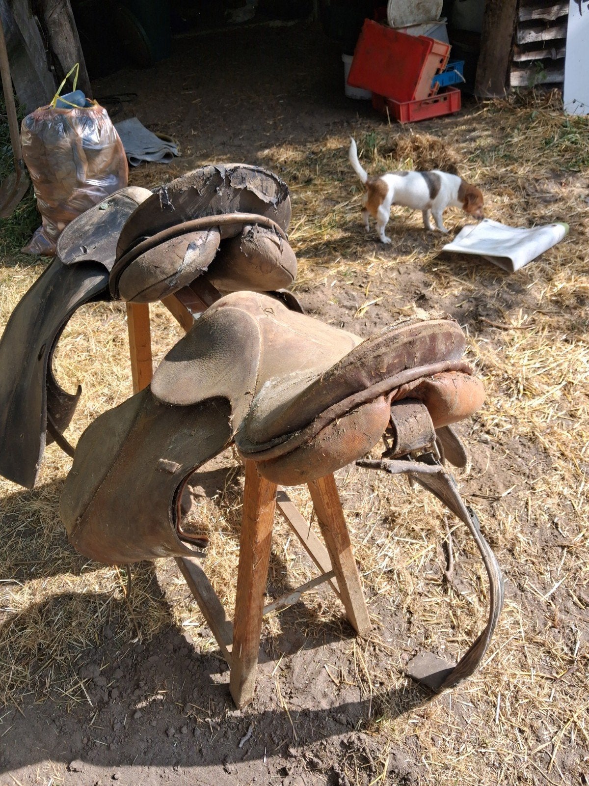 Gratis dressuurzadels ., Dieren en Toebehoren, Overige Dieren, December, Geslacht onbekend