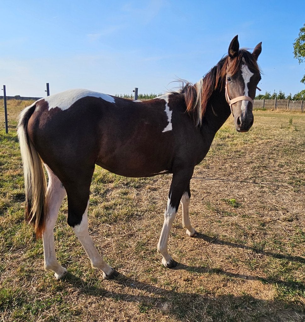 Bonte jaarling merrie, Merrie, 0 tot 2 jaar, Gechipt, 160 tot 165 cm