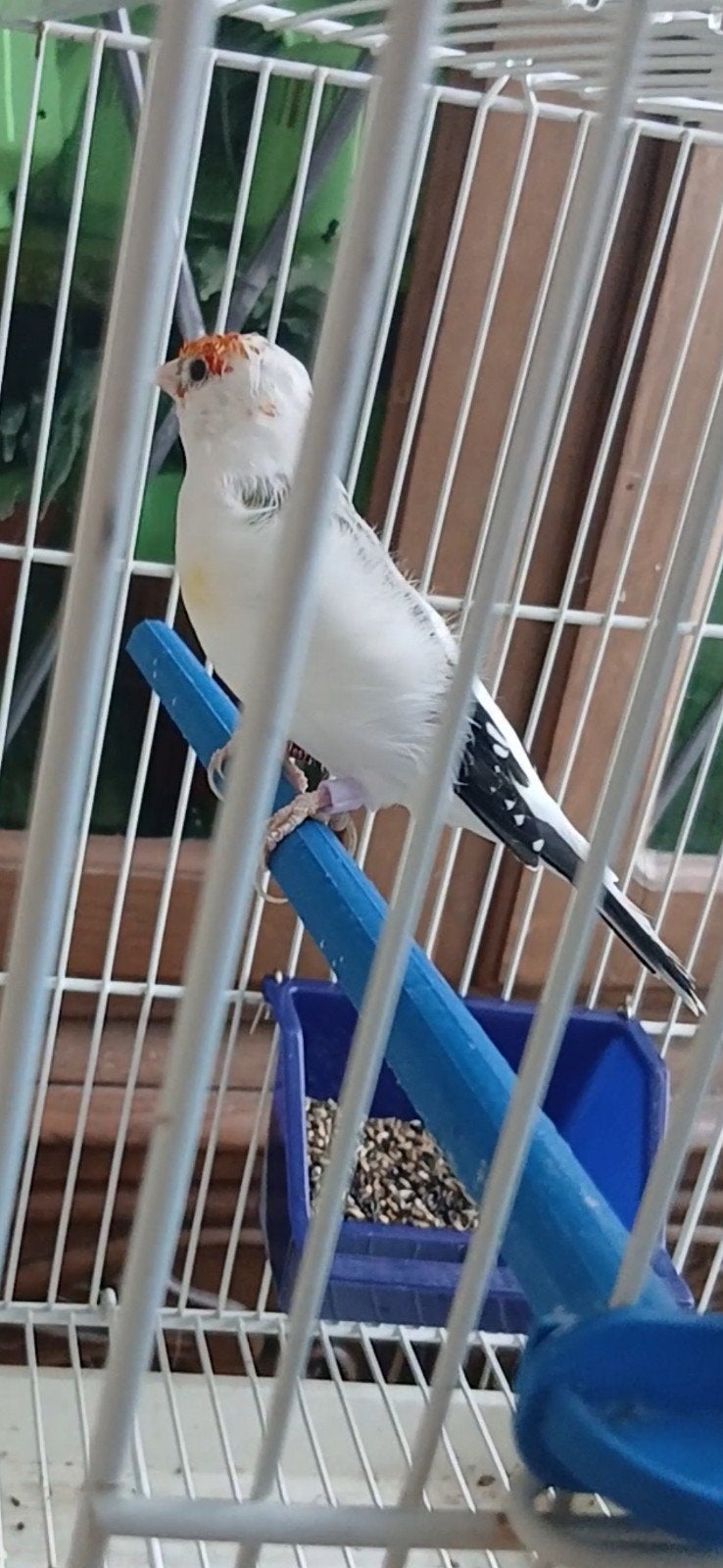 chardonneret, Animaux & Accessoires, Enlèvement ou Envoi