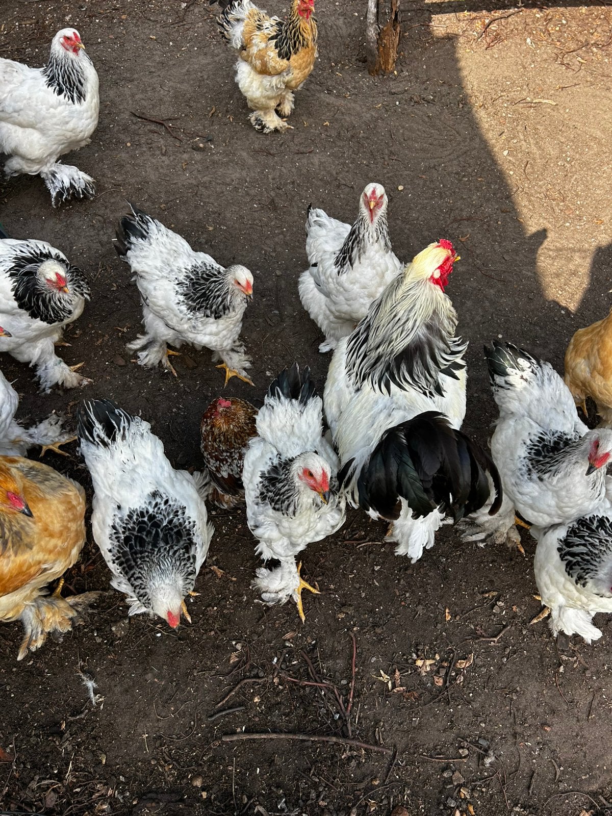 Brahma zwart/wit, Poule ou poulet