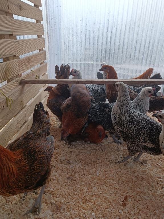 cream legbar kleurleggers + ziver & goudhoen actie 5+1/10+3, Dieren en Toebehoren, Pluimvee, Kip, Vrouwelijk
