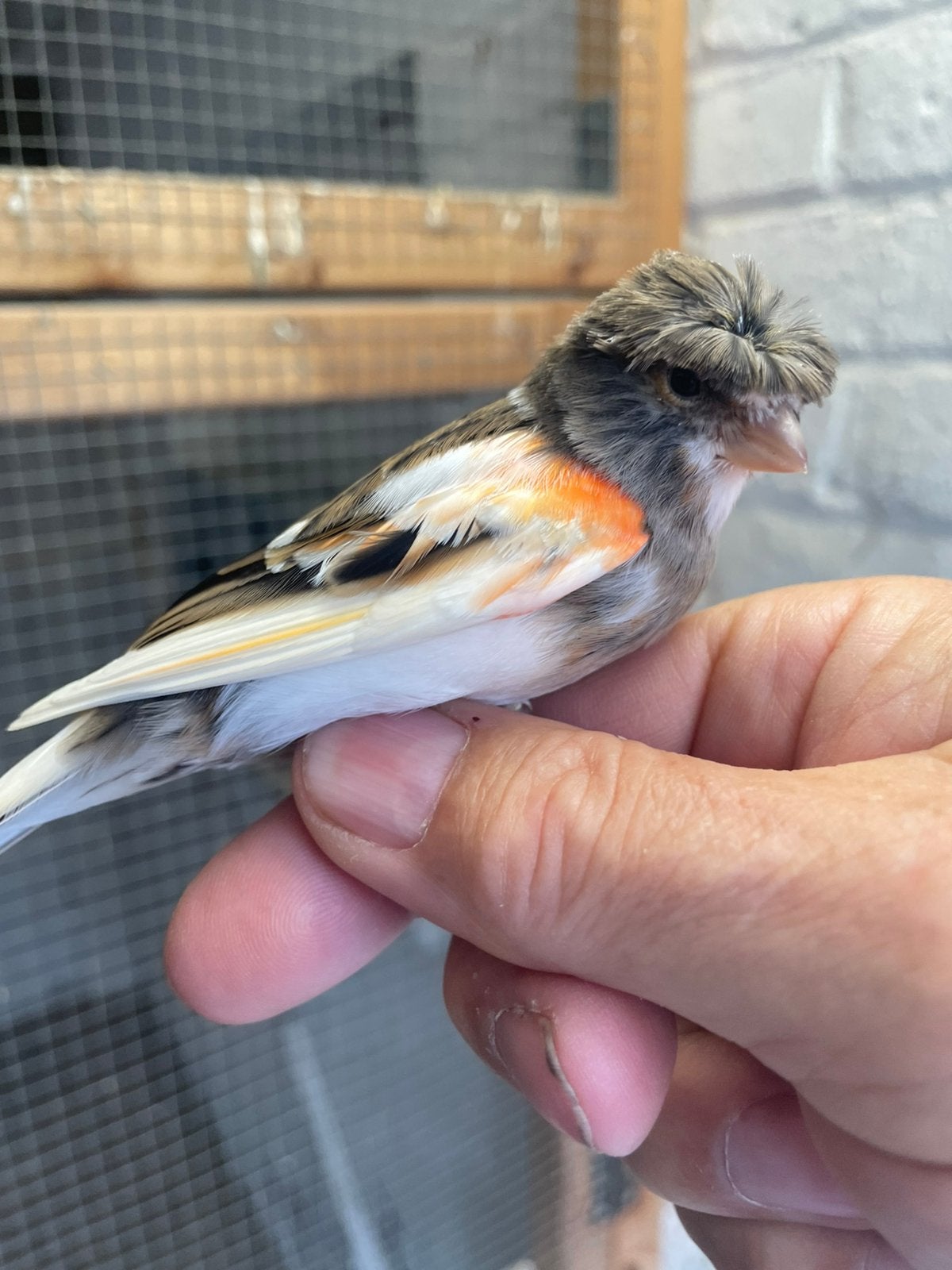 Canaris arlequin, Mâle, Domestique