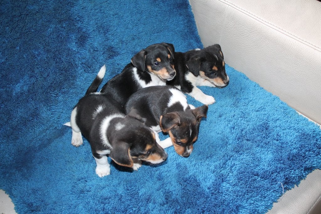 jack russell pups, Animaux & Accessoires, Chiens | Jack Russell & Terriers, Chien (mâle), Hépatite contagieuse (maladie de Rubarth)