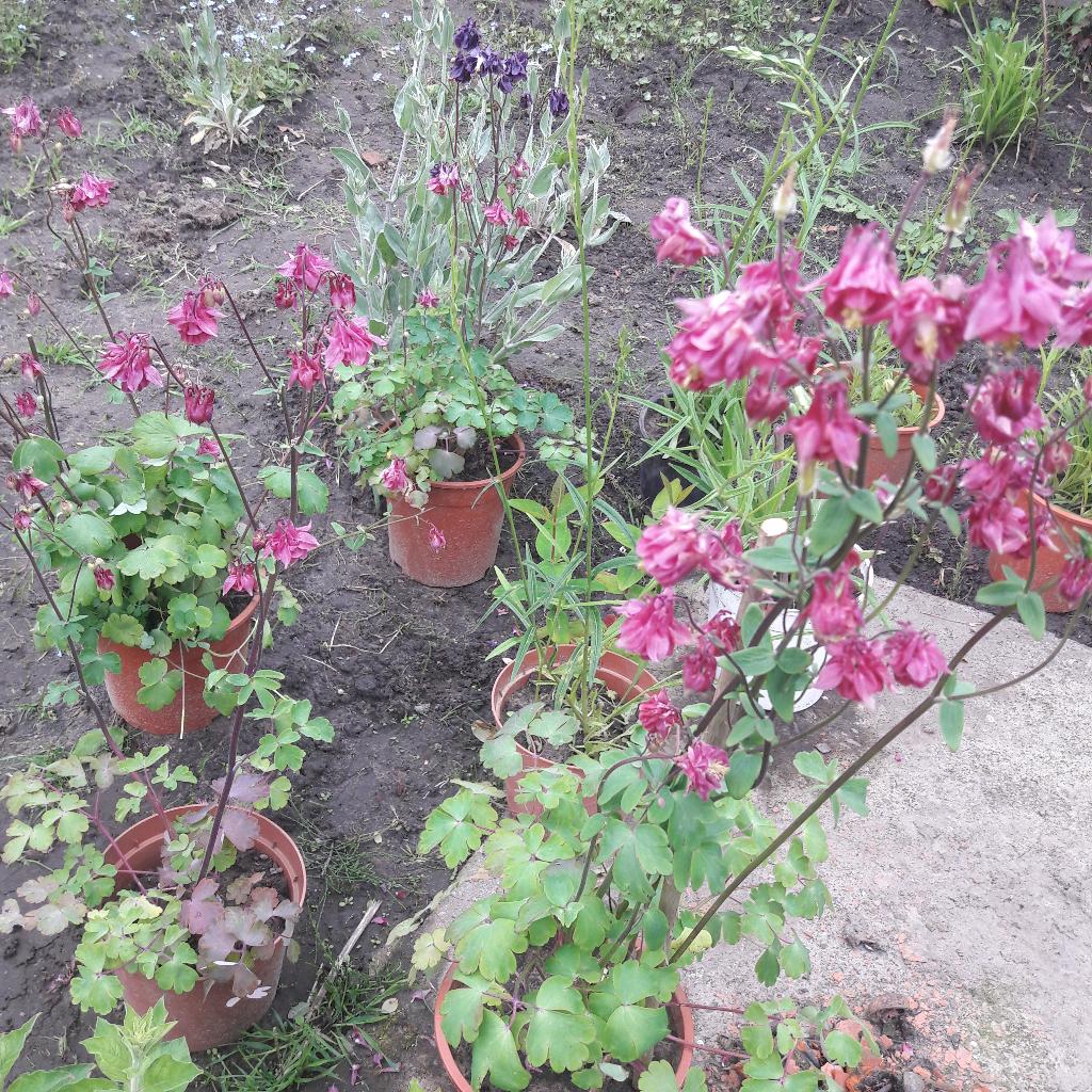 Akelei vaste plant, Tuin en Terras, Planten | Tuinplanten, Ophalen, Lente, Vaste plant