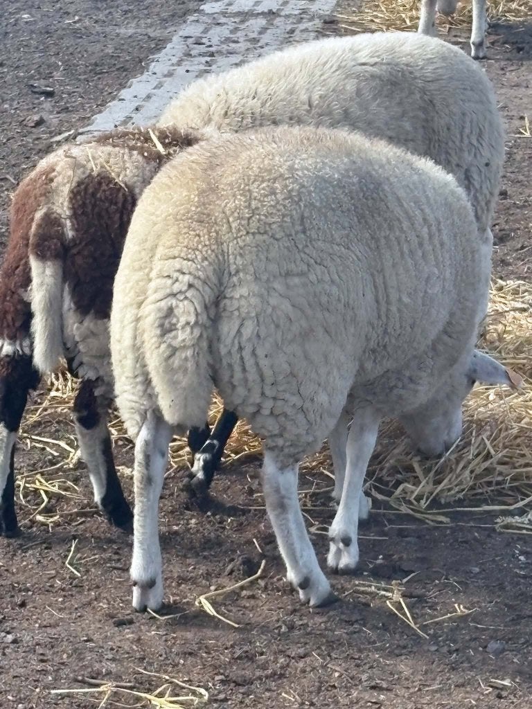 1 ram geboren eind februari 2026 kom uit een 3 ling, Mâle, Mouton, 0 à 2 ans