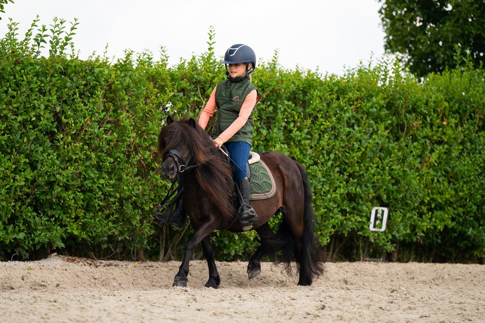 Super lieve en knappe shetlander merrie, Merrie, Met stamboom, Zadelmak, A pony (tot 1.17m)