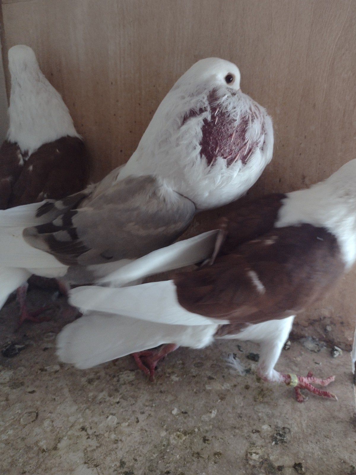 sierduiven Voorburgse Schildkoppers, Meerdere dieren, Kropper