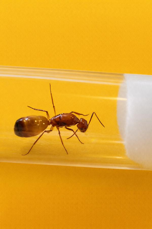 Camponotus Baldaccii mieren koningin met broed, Dieren en Toebehoren, Insecten en Spinnen, Mieren