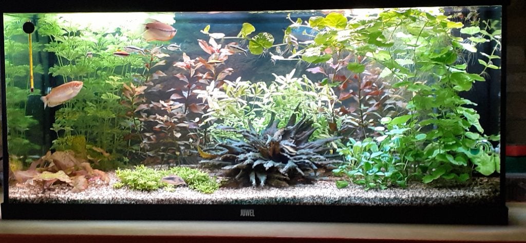 Aquarium, Ophalen, Zo goed als nieuw, Leeg aquarium, Inclusief deksel