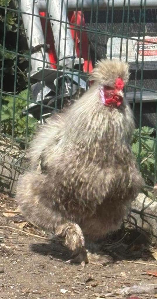 4 coqs en soie, Animaux & Accessoires, Mâle, Poule ou poulet