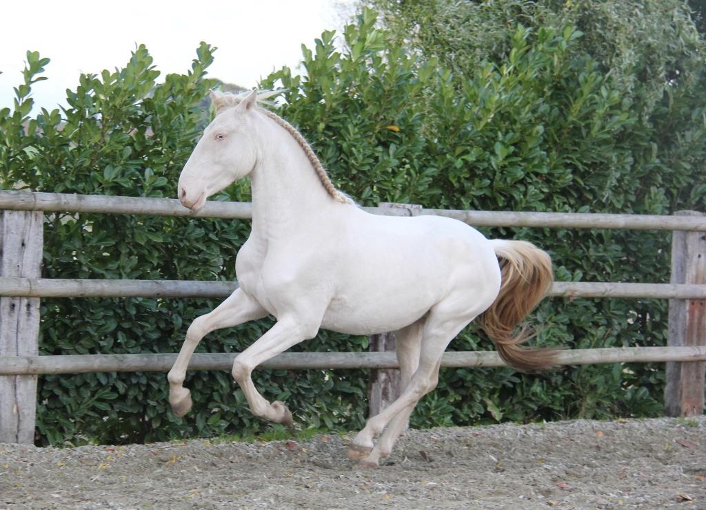 Lusitanian, lusitano te koop 5 jaar, Dieren en Toebehoren, Paarden, Ruin, L, Minder dan 160 cm, 3 tot 6 jaar, Dressuurpaard, Met stamboom