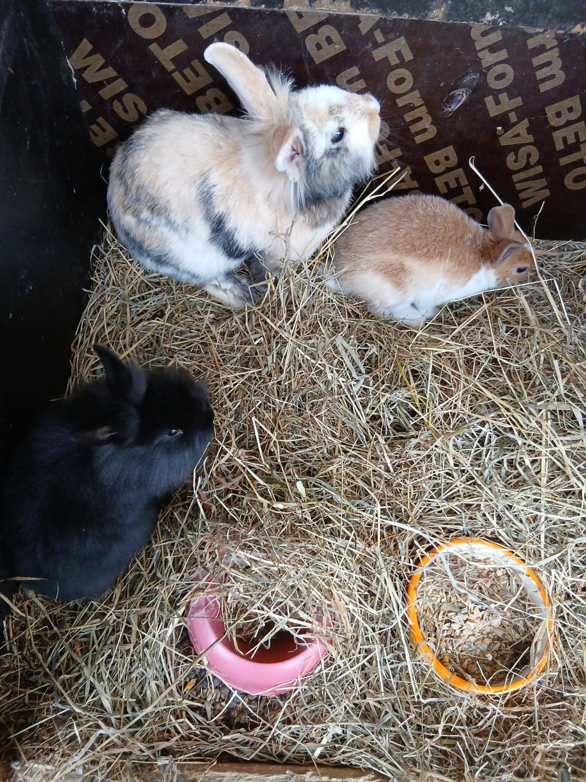 dwerg konijntjes, Dieren en Toebehoren, Dwerg