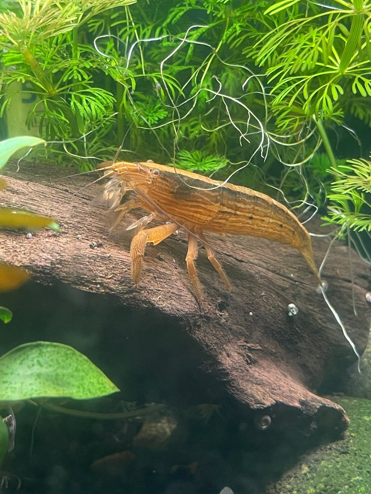 Bamboo garnaal, Dieren en Toebehoren, Kreeft, Krab of Garnaal, Zoetwatervis
