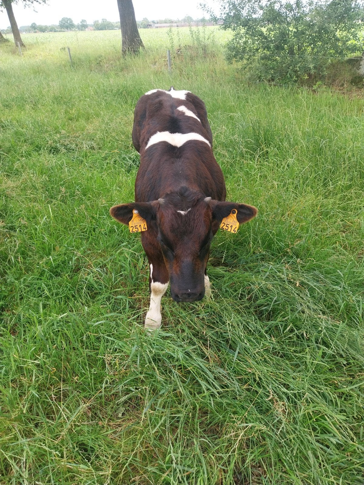 Dikbil stierkes, Dieren en Toebehoren