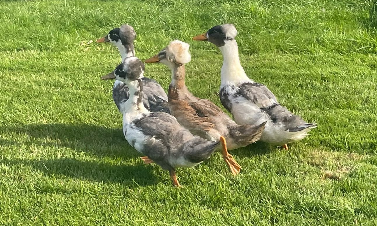 Jonge Hollandse kuifeenden