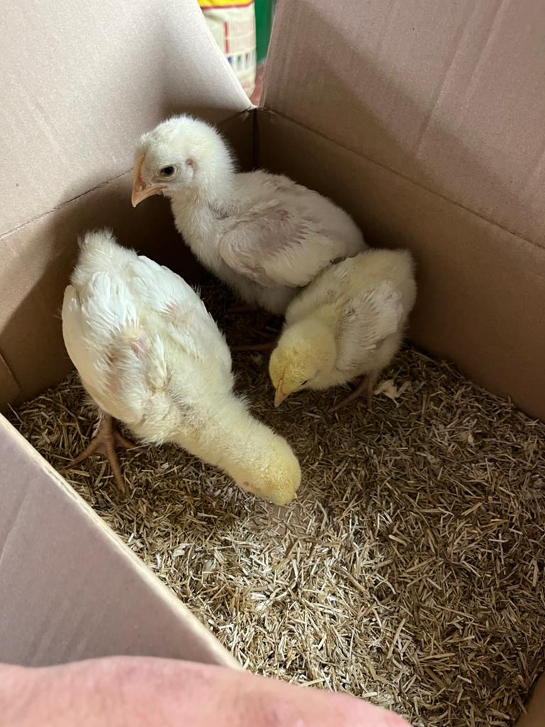 Witte mechelse koekoek !!! 3 kuikens samen weg
