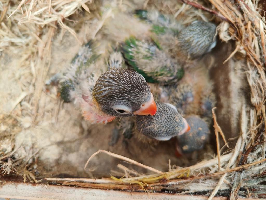 Agapornis personata, Dieren en Toebehoren, Geringd