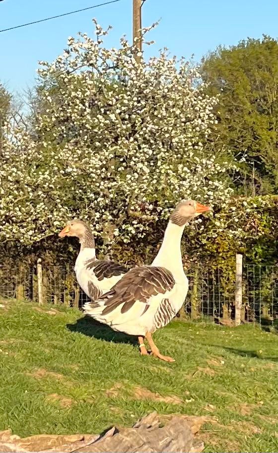 Koppel Vlaamse ganzen, Dieren en Toebehoren, Pluimvee