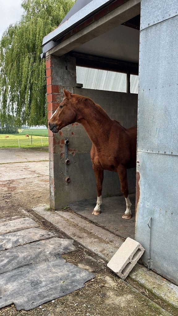 A discuter, Pâturage, 1 cheval ou poney