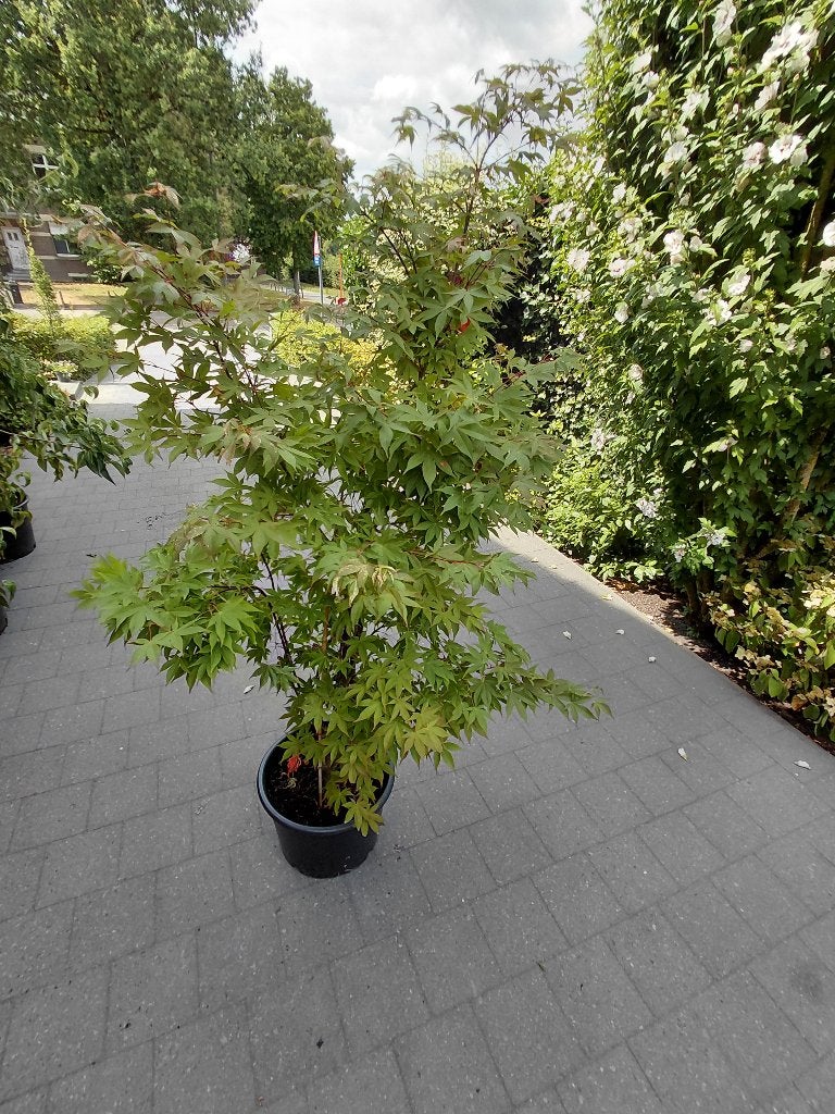 Acer Osakasuki, Tuin en Terras, Planten | Bomen, Ophalen, Halfschaduw
