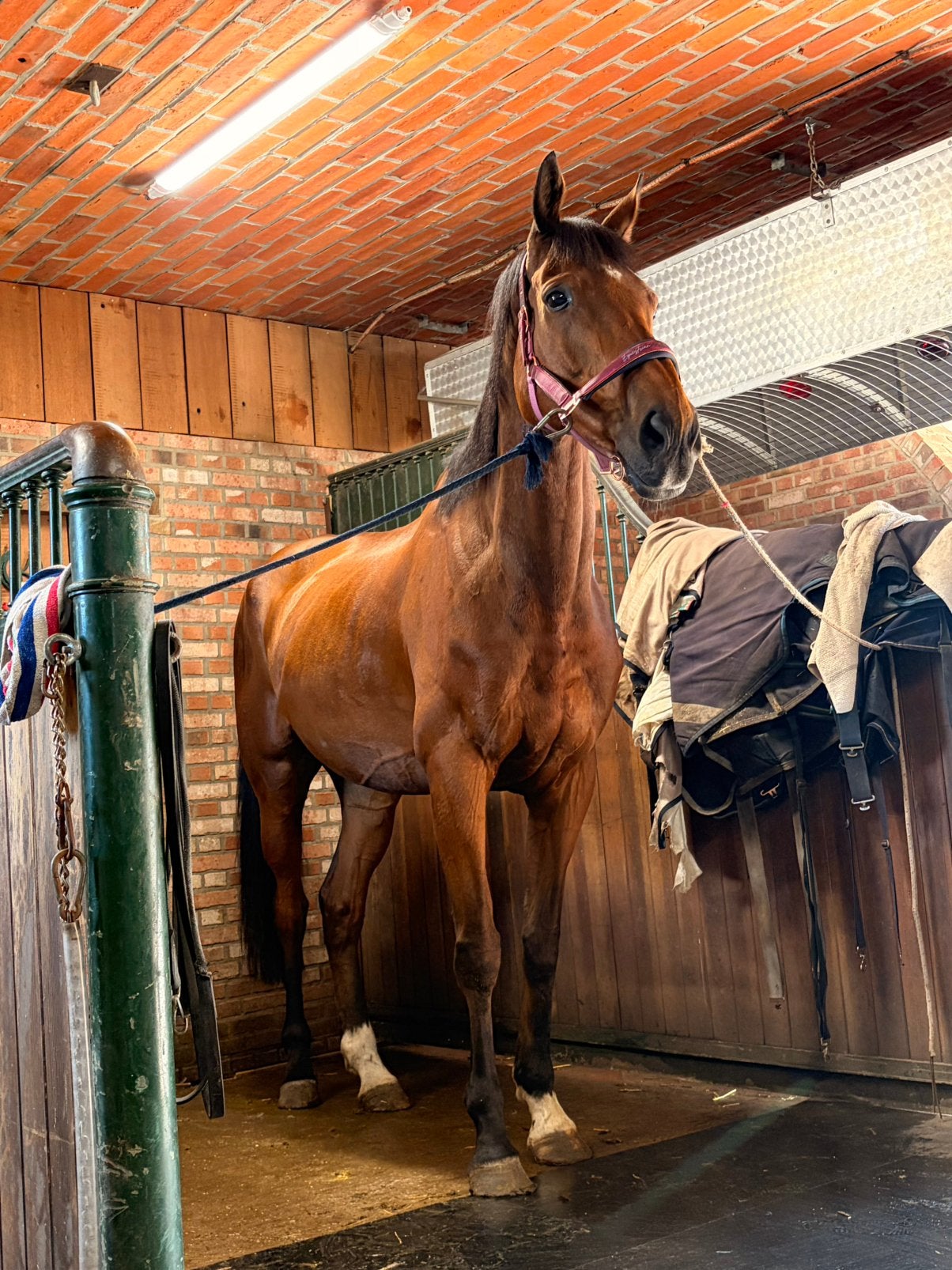 Verzorger gezocht, Animaux & Accessoires, Chevaux, Hongre, M