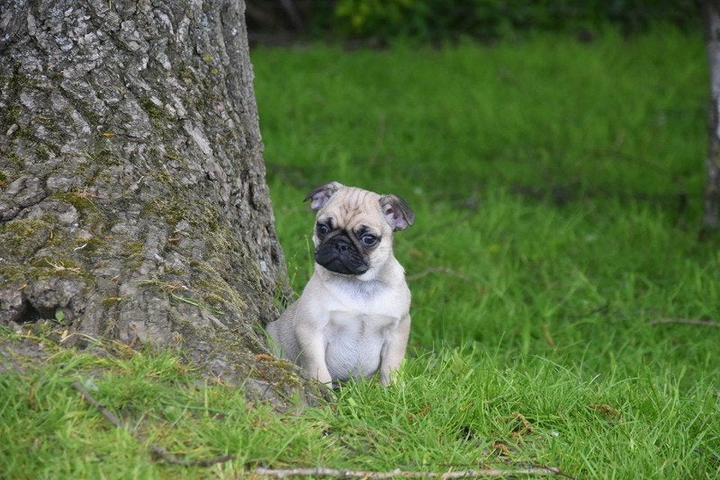 Prachtig Mops pupje, Dieren en Toebehoren, Honden | Bulldogs, Pinschers en Molossers, Parvo, België, Overige rassen, 8 tot 15 weken