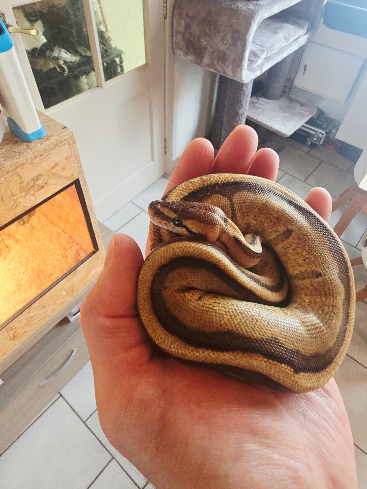 ballPython, Slang, 0 tot 2 jaar