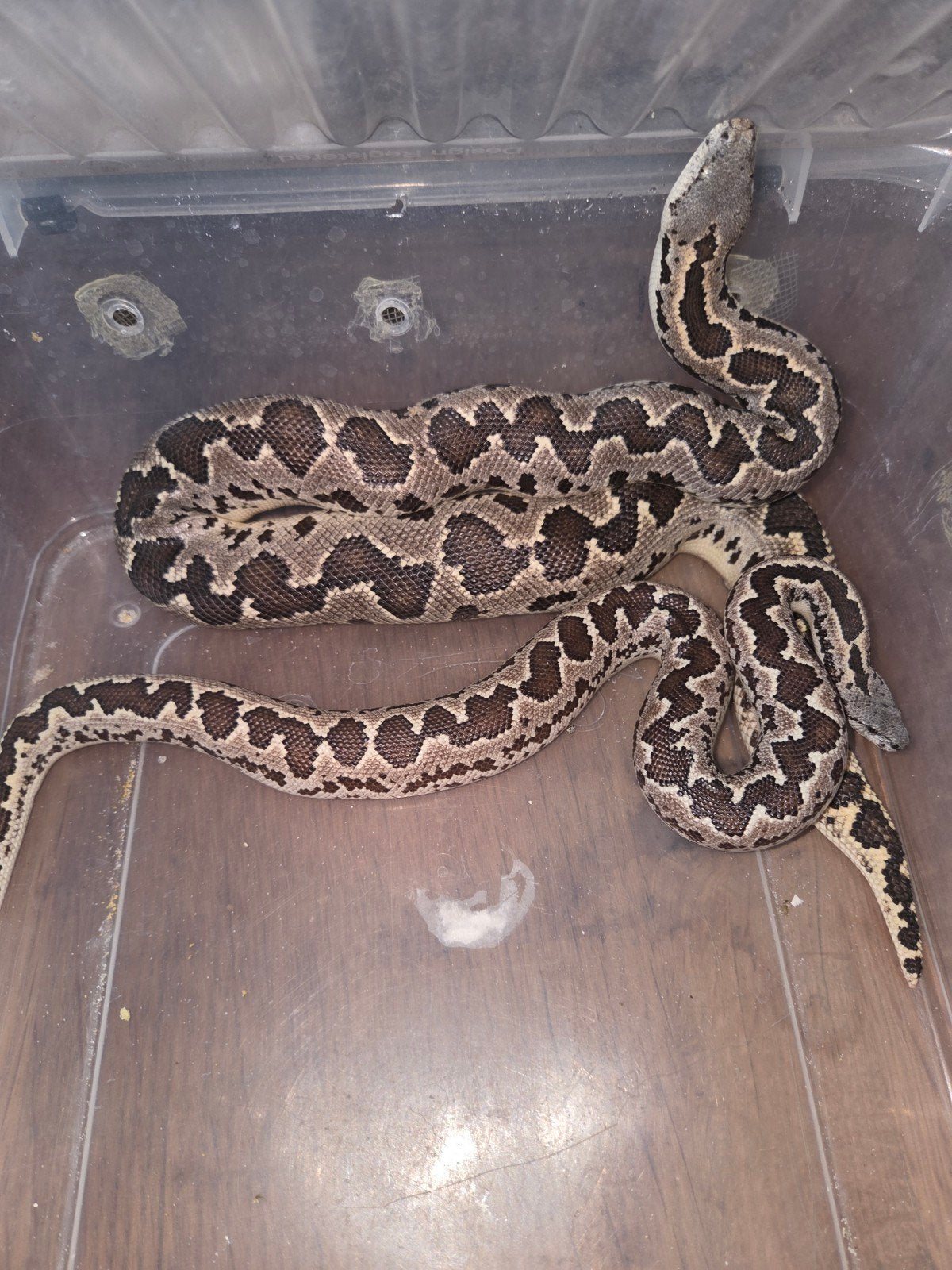 1.1 Eryx conicus, Dieren en Toebehoren, Slang