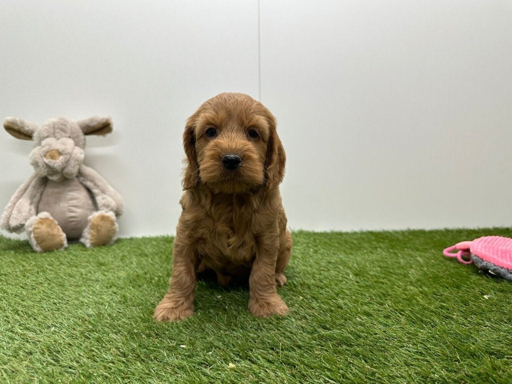 Portée de chiots Cockapoo 2, Plusieurs, Hépatite contagieuse (maladie de Rubarth), Belgique, Plusieurs animaux