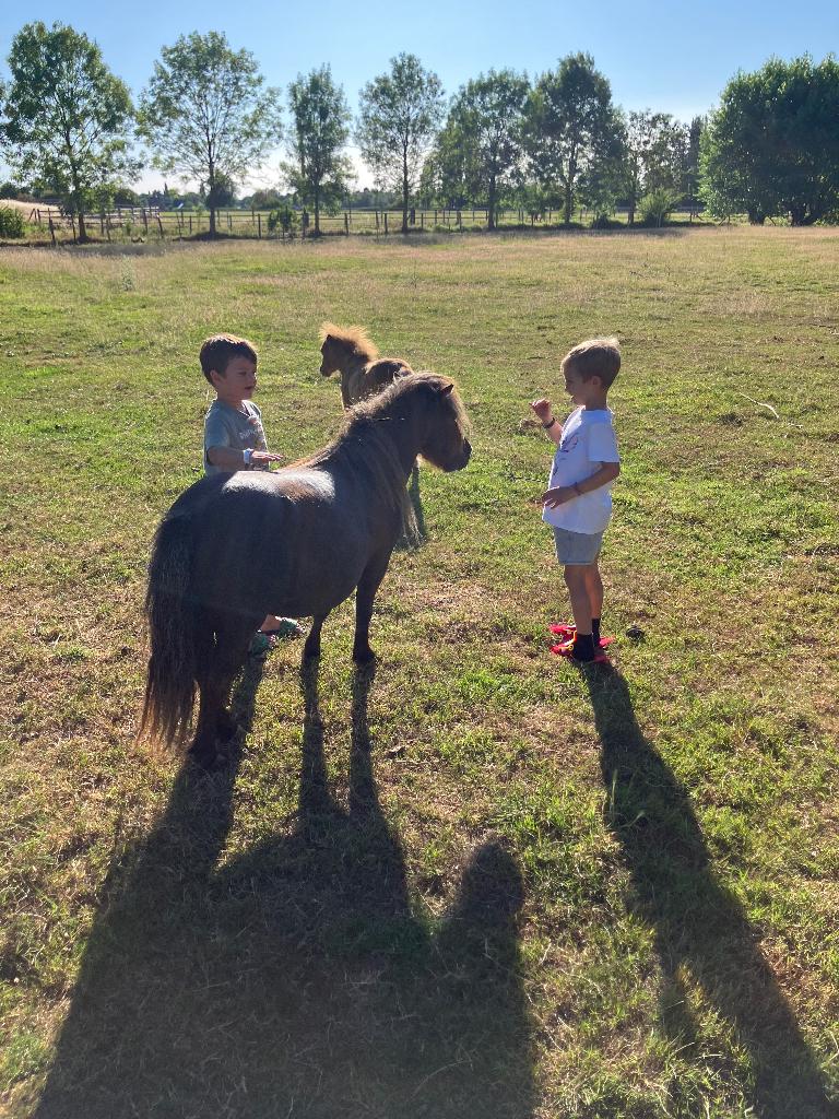 Mini Shetland merrie 5 jaar, Dieren en Toebehoren, Merrie, A pony (tot 1.17m), 3 tot 6 jaar, Onbeleerd