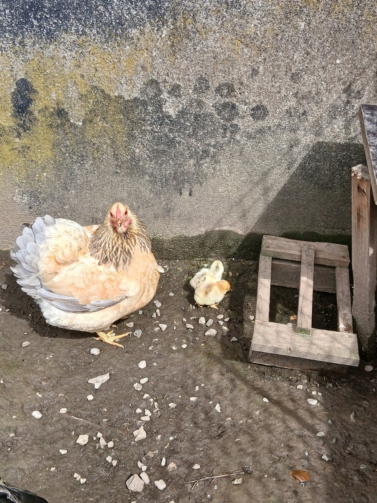 2 cochin kriel kuikens, Dieren en Toebehoren, Pluimvee, Geslacht onbekend, Kip