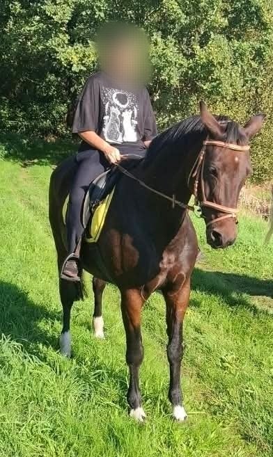 Ervaren merrie met wedstrijdmentaliteit, Animaux & Accessoires, 11 ans ou plus, Avec pedigree, M, Moins de 160 cm