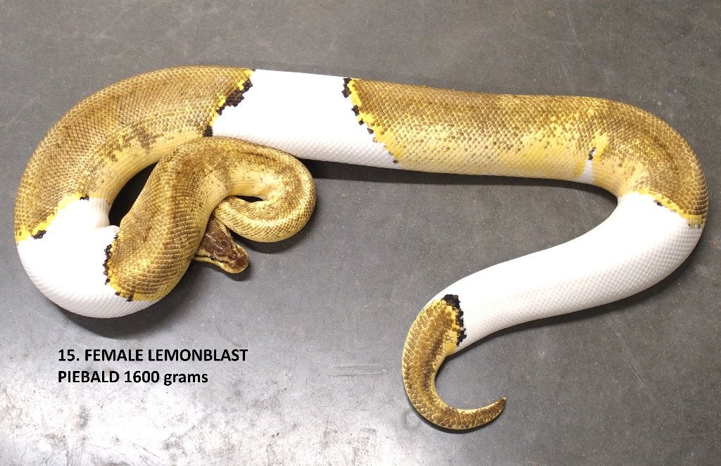 Koningspython halfwas en volwassen kweekdieren deel 1 Ball Python photo 15