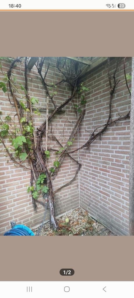 Druivenplant groot, Ophalen