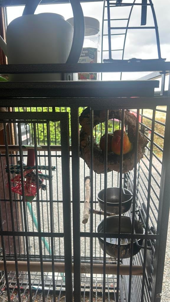 Agapornis, Dieren en Toebehoren